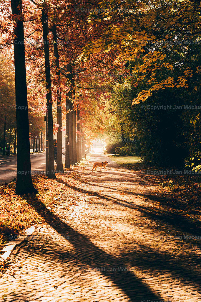 Clara Park | Der Clara-Zetkin-Park in Leipzig ist ein beliebter Ort für Natur, Sport und Erholung – perfekt für Spaziergänge, Jogging und entspannte Stunden im Grünen. - Realisiert mit Pictrs.com