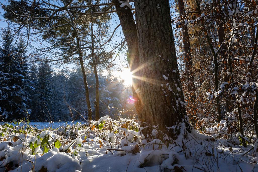 Winterwald Neumühle | Winterwald in Neumühle, nahe des Neukloster-Sees in Mecklenburg-Vorpommern. - Realisiert mit Pictrs.com