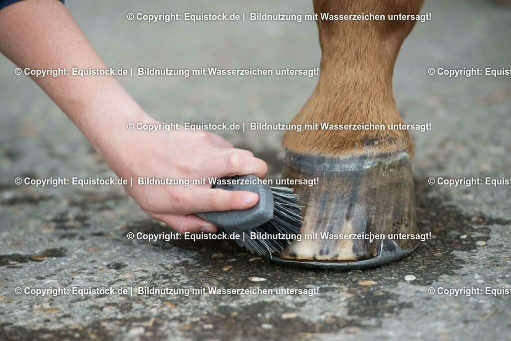 20160626_Hufe_Waschen_0005-2 | Foto: Thomas Hartig