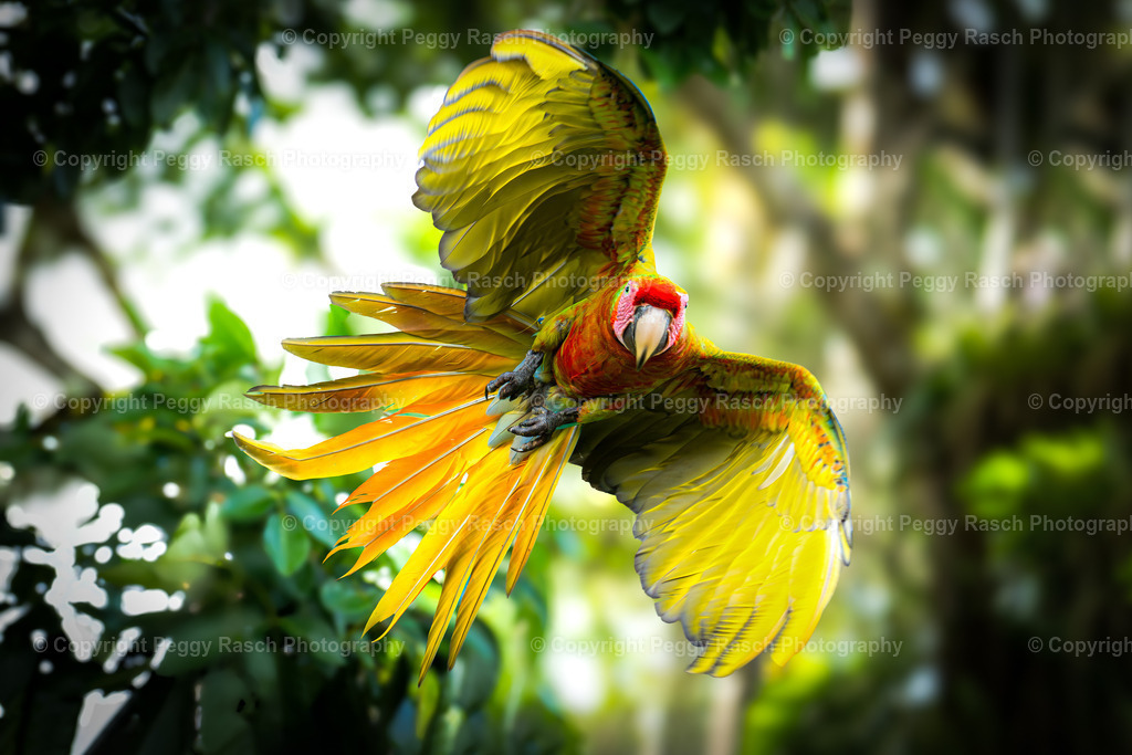 Ara-1-2 | PeggyRaschPhotography - Realisiert mit Pictrs.com