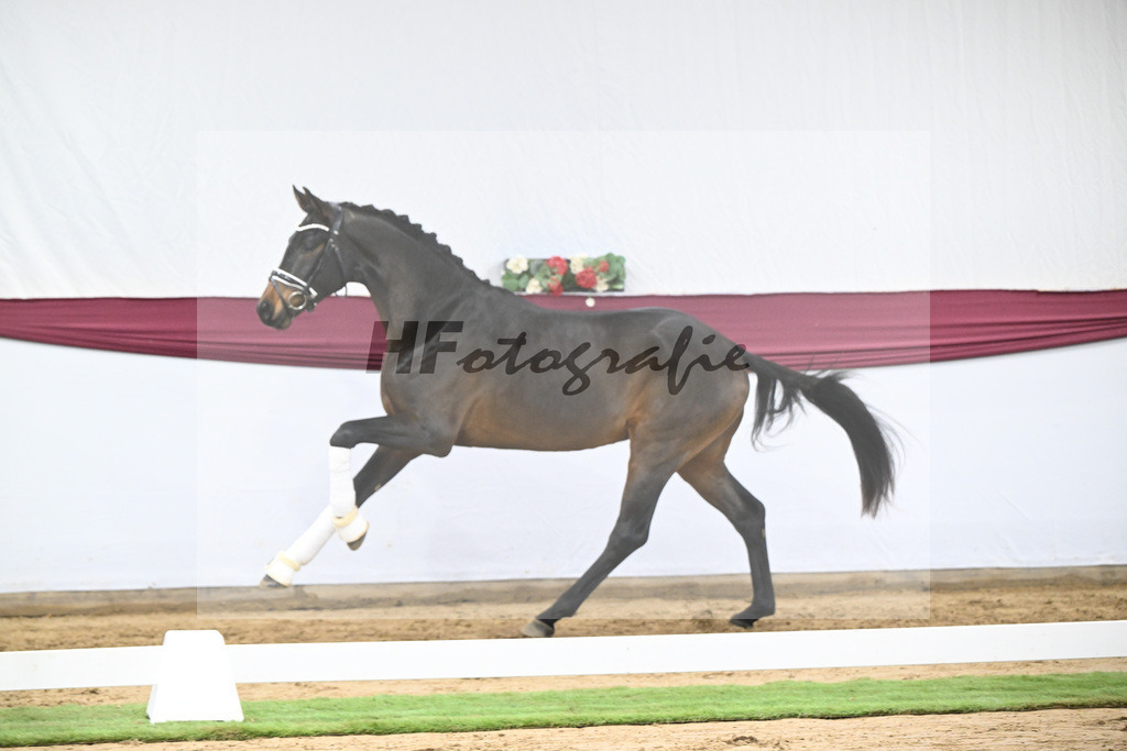 Kat-Nr. 109 Bon Courage x San Remo_Jakob u Martina Reglauer_47253698 | hf-fotografie - Realisiert mit Pictrs.com