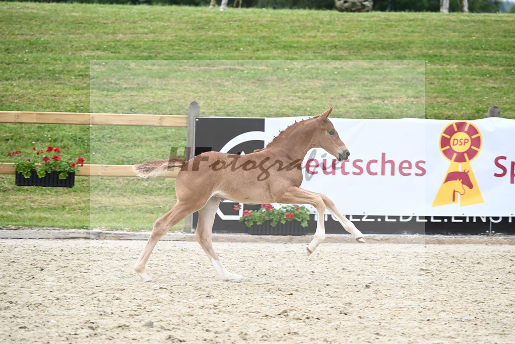 Kat-Nr. 39 SF DSP Feliciano_Schmidt_17231078 | hf-fotografie - Realizzato con Pictrs.com