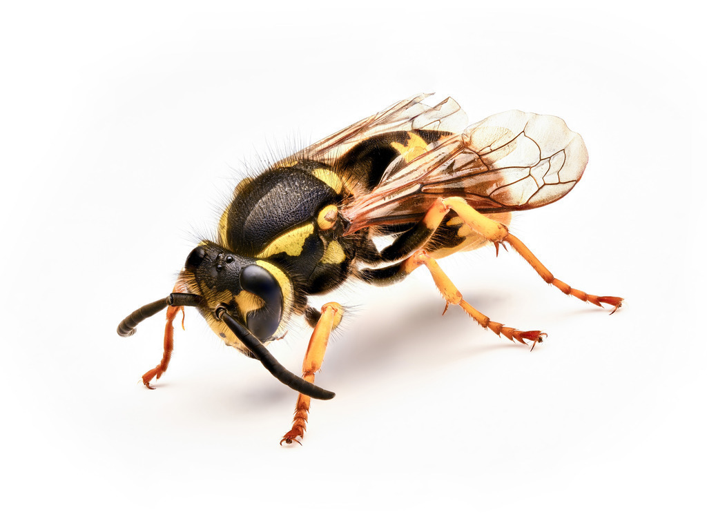 Wespe-Stack-Schanz-2 | Schanz & Partner - Realisiert mit Pictrs.com