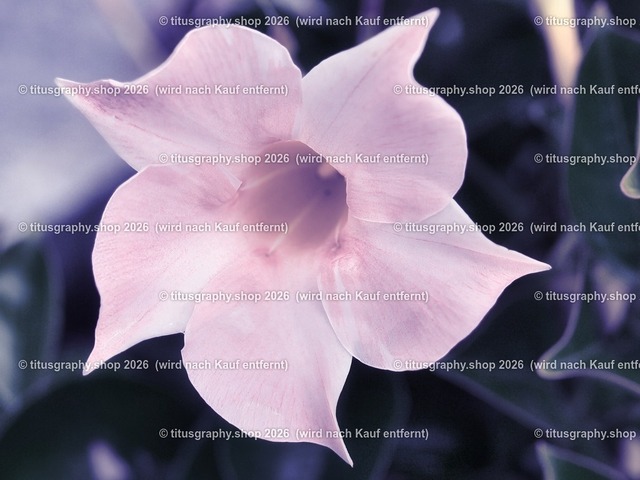 titusgraphy-P6100542_var-159 | Fotokunstarbeit aus der INSTAGRAM-Gallerie auf titusgraphy.eu - Realisiert mit Pictrs.com