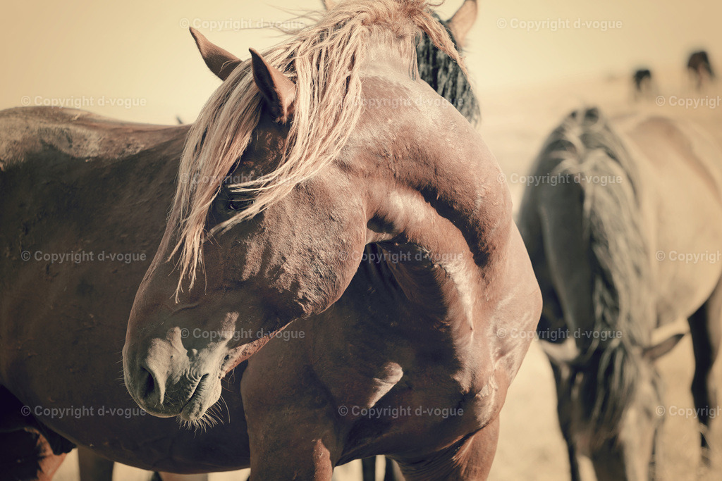 Bosnian Mustang Livno | d-vogue - Realisiert mit Pictrs.com