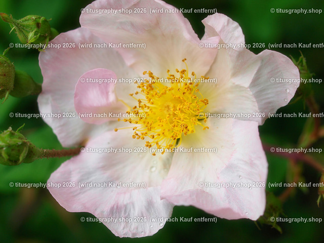 P6080356-titusgraphy-vz-2 | Fotokunstarbeit aus der INSTAGRAM-Gallerie auf titusgraphy.eu - Realisiert mit Pictrs.com