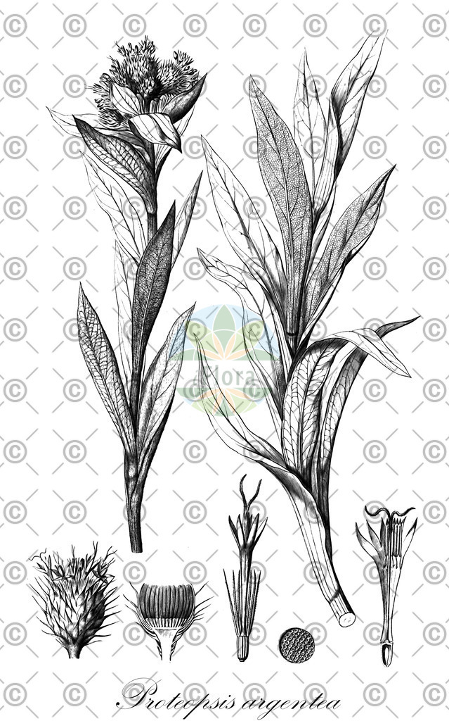 HistAbb_wfo-1000011270_1_ENZY_Simple | Historische Abbildung von Proteopsis argentea - Asteraceae | Historical Illustration of Proteopsis argentea - Asteraceae