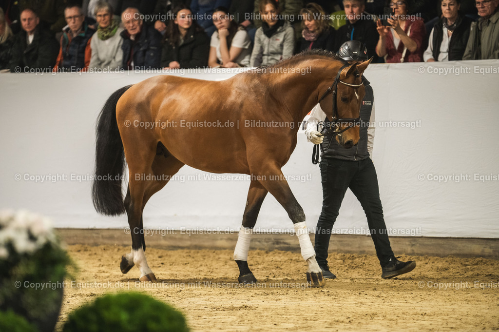 20240302_Hengstvorstellung_Marbach_TOMsPiC_0252-2 | equistock