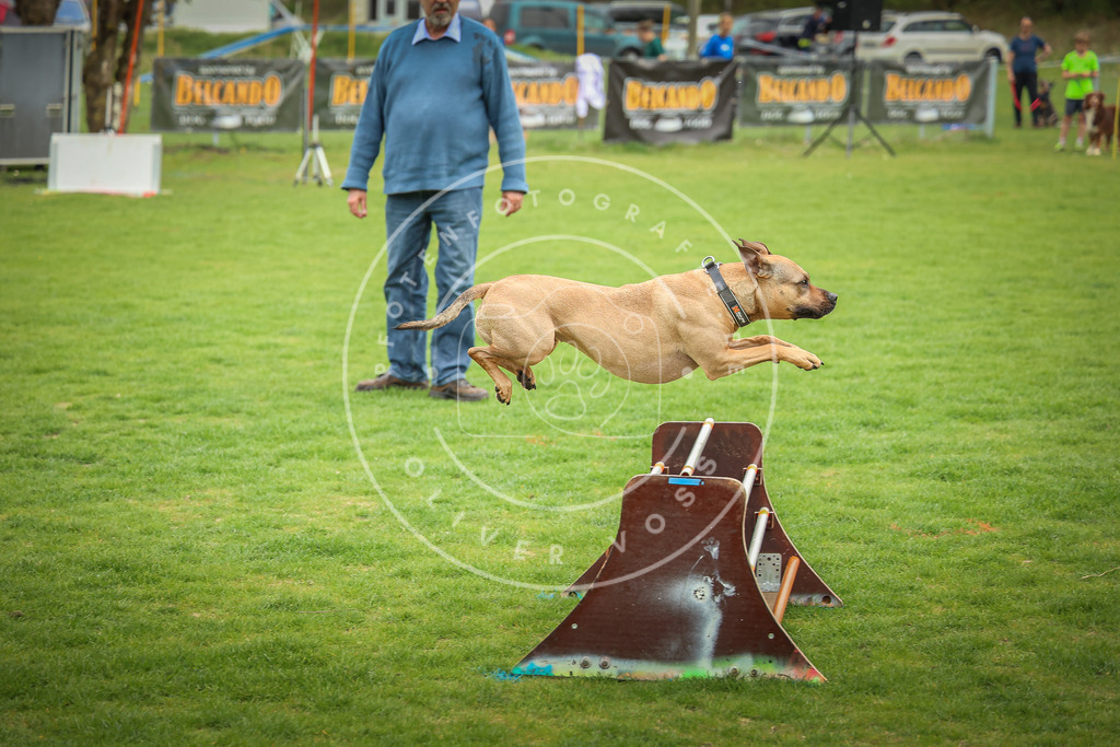 Pfotenfotografie_0L8A9495 | Hundefotografie, Tierfotograf, Pfotenfotografie, Fotoshooting Hund, Hunde Portrait, Hundesport, Hundeportraits, Heideshooting, Hunde, Sportfotograf, Hundefotograf, Turnierhundsport, THS,  - Realisiert mit Pictrs.com