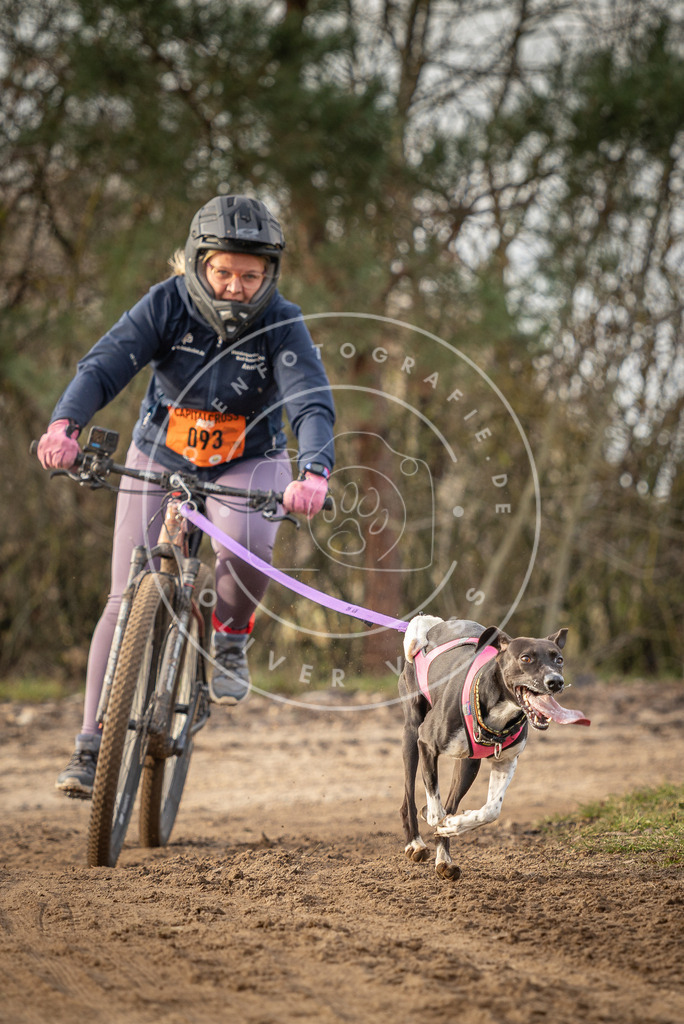 Pfotenfotografie_DV3A8381 | Hundefotografie, Tierfotograf, Pfotenfotografie, Fotoshooting Hund, Hunde Portrait, Hundesport, Hundeportraits, Heideshooting, Hunde, Sportfotograf, Hundefotograf, Turnierhundsport, THS,  - Realisiert mit Pictrs.com