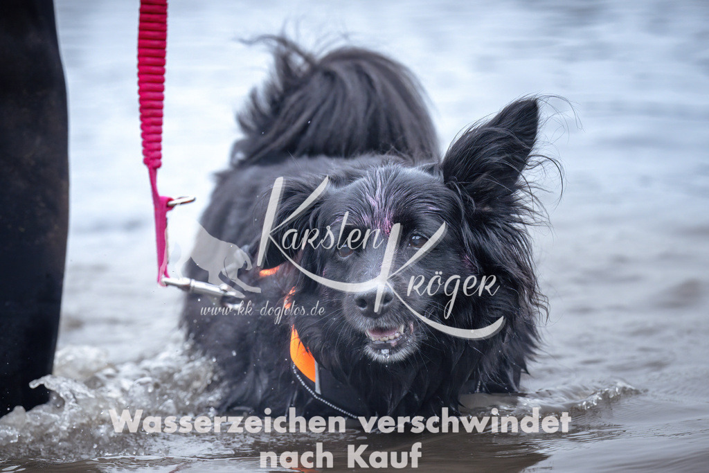 0954_ZZ96787 | kk-dogfotos