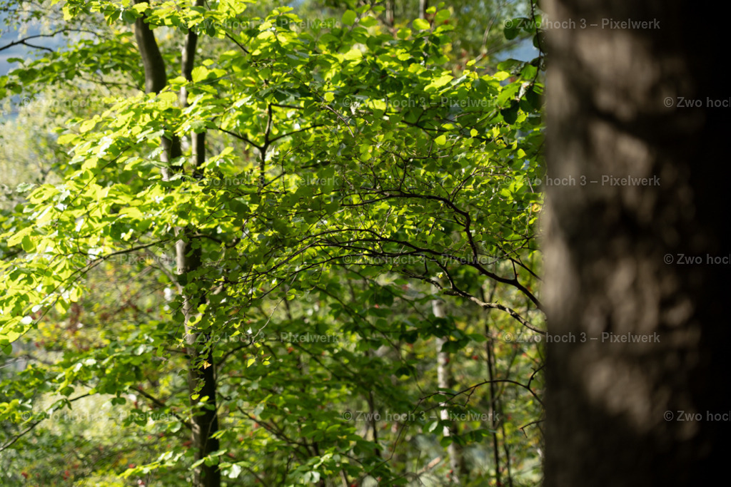 Obere_Affensteinpromenade_Nahe_Winterbergspitze_Zweig | 2022-09-02_Waldbrandgebiete_2 - Realisiert mit Pictrs.com