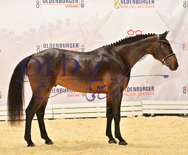 04 DE418180204520 HM Balou Star - Clinton - Cassini I_b | <meta name="description" content="★Offizieller Merchandise und Foto-/Videostore des Oldenburger Verbandes.★ ✅Jetzt auch digital Ausdrucke erhältlich." />
<meta name="keywords" content="Merchandise Foto-/Videostore Oldenburger Verband Photographie 