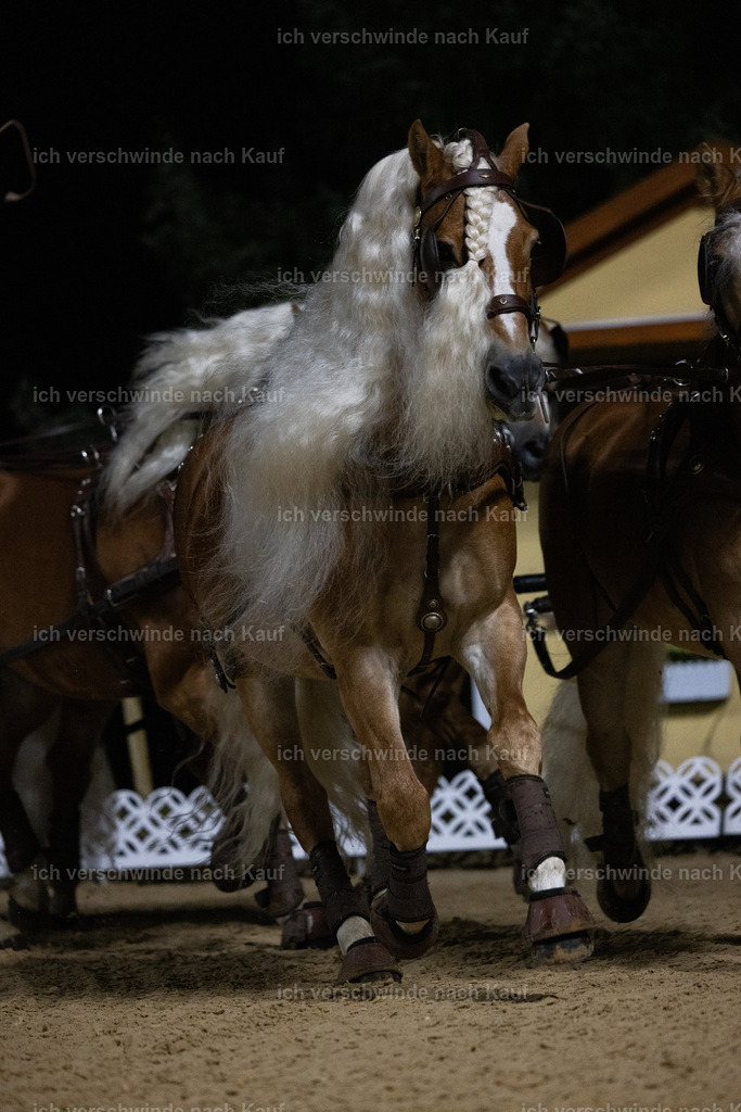 FHClassics-270 | working equitationturnier fotograf videograf stoibphotography marixx film working equitation deutschland reitsport turnierfotografie eventfotografie equestrian events