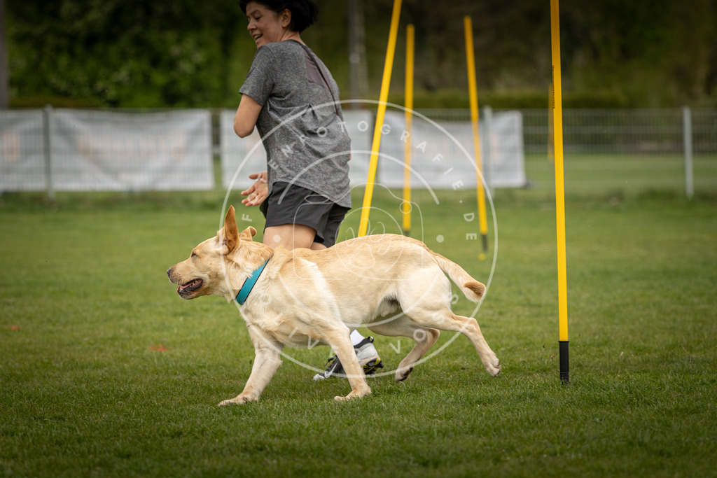 Pfotenfotografie_DV3A7980 | Hundefotografie, Tierfotograf, Pfotenfotografie, Fotoshooting Hund, Hunde Portrait, Hundesport, Hundeportraits, Heideshooting, Hunde, Sportfotograf, Hundefotograf, Turnierhundsport, THS,  - Realisiert mit Pictrs.com