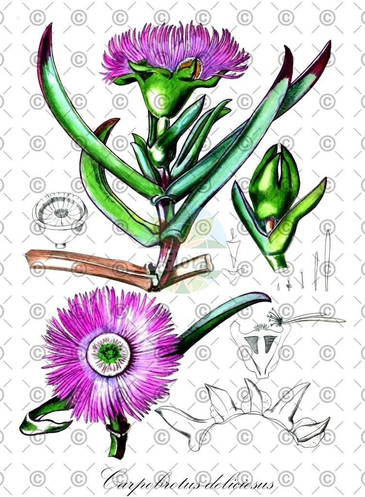 HistAbb_EMP_922_1_FloraD_Simple | Historische Abbildung von Carpobrotus deliciosus - Aizoaceae | Historical Illustration of Carpobrotus deliciosus - Aizoaceae