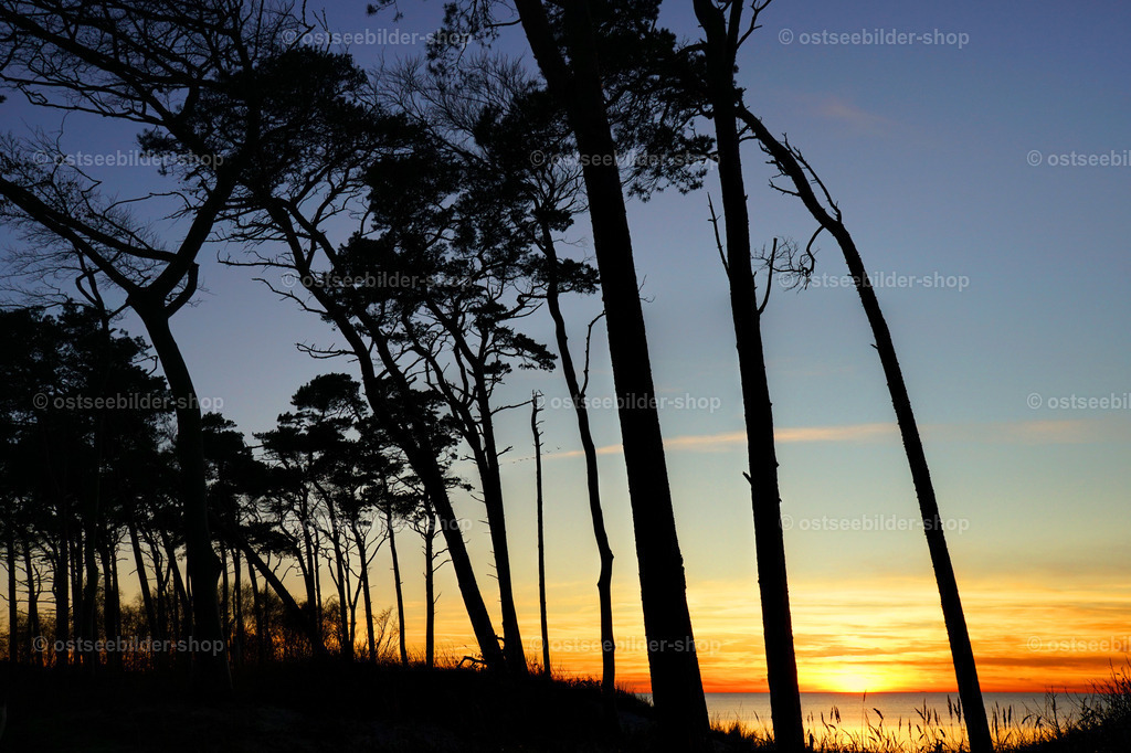 Kiefernwald am Meer mit Abendsonne | Landeinwärts geneigte Kiefern bilden bei Sonnenuntergang einen harten Kontrast zum farbigen Abendhimmel.