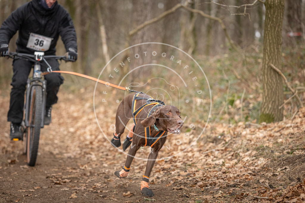 Pfotenfotografie_DV3A0091 | Hundefotografie, Tierfotograf, Pfotenfotografie, Fotoshooting Hund, Hunde Portrait, Hundesport, Hundeportraits, Heideshooting, Hunde, Sportfotograf, Hundefotograf, Turnierhundsport, THS,  - Realisiert mit Pictrs.com