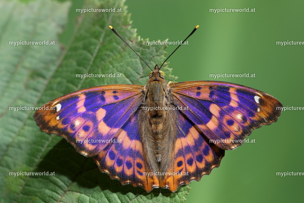 Apatura ilia-045 | Das Bilderarchiv über Tiere, Planzen und Landschaften. In der Bilddatenbank finden Sie ein große Auswahl an hochwertigen Bilder für Ihre Werbung - Realisiert mit Pictrs.com