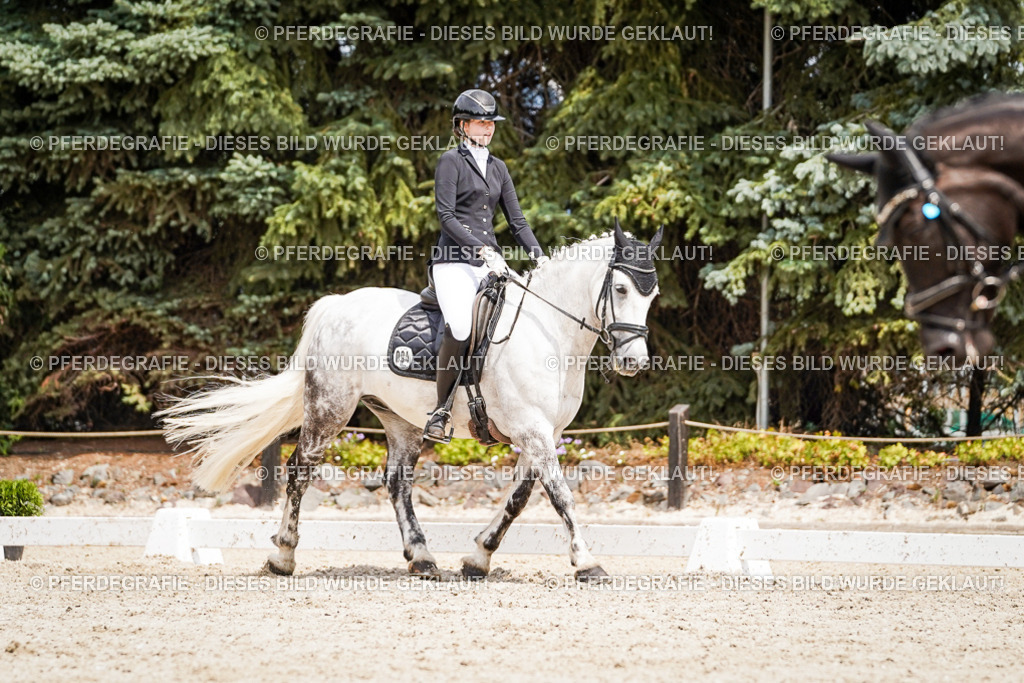 DSC03489 | Pferdegrafie