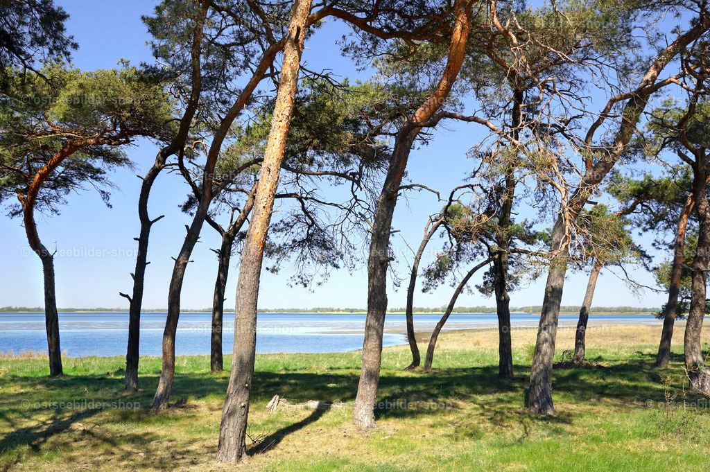 Kieferngruppe an der Schoritzer Wiek | Das Bild zeigt den Blick auf die Schoritzer Wiek mit kleinem Kiefernwald im Vordergrund.