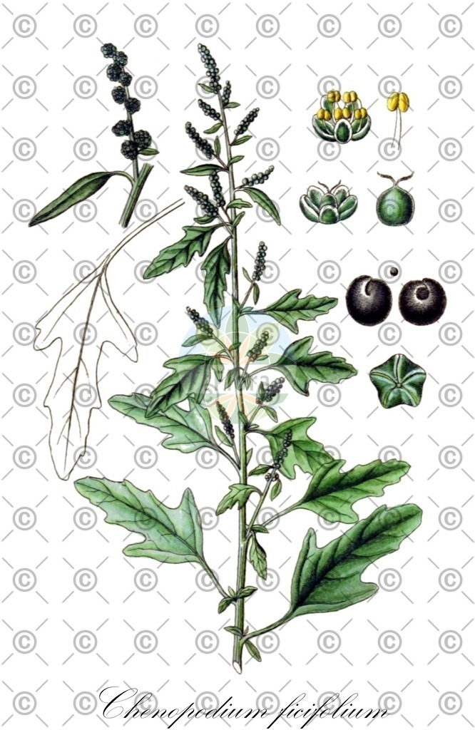HistAbb_EMP_7300036_SRC_Schlechtendal_FLORAD_SIMPLE | Historische Abbildung von Chenopodium ficifolium - Amaranthaceae (Feigenblättriger Gänsefuß) | Historical Illustration of Chenopodium ficifolium - Amaranthaceae (fig-leaved goosefoot)