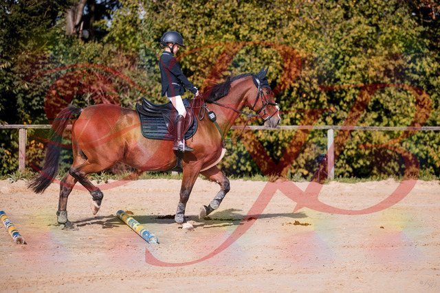 2026_10_03_Siefer-Hof_143735_Z81_06522729 | Professionelle Reitsport-, Turnier- und Eventfotografie von Robert Broda. Galerien mit ausgewählten und bearbeiteten Bildern direkt online ansehen und bestellen.
