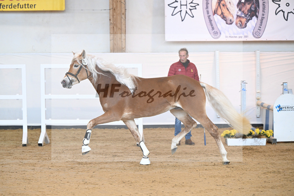 Kat-Nr. 17 v. Amore Mio_Stange_2230277 | hf-fotografie - Realisiert mit Pictrs.com