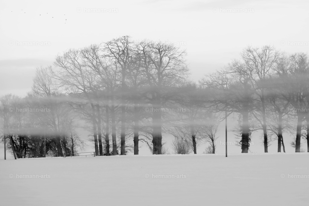 Trees_fine_Art_0022 | Photo Foto Kunst Art schwarzweiss Bilder Rheine Münster Berlin Blumen 