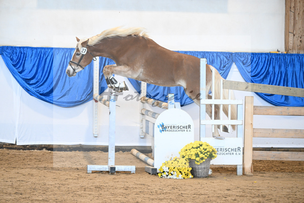 Kat-Nr. 27 Starkuri L v. Starino I_ZG Leeling_48250559 | hf-fotografie - Realisiert mit Pictrs.com