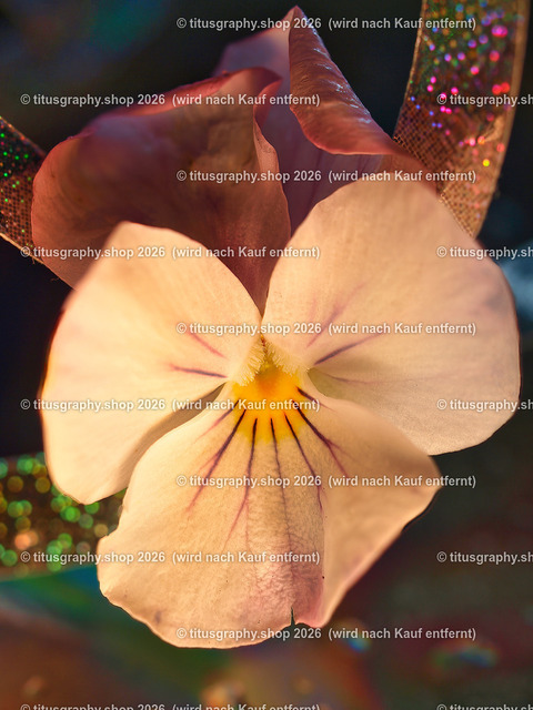 titusgraphy_P7088768-vz-ln | titusgraphy-shop: Geschenkideen mit Qualitätsfotos. titusgraphy-shop: gift ideas with quality photos. titusgraphy-shop: idées cadeaux avec photos de qualité.  - Realisiert mit Pictrs.com