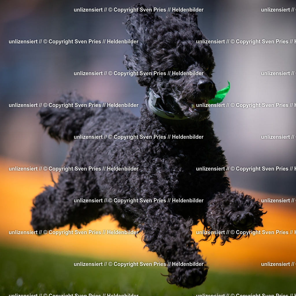 Sven Pries | 2025-08-10 - Hunderennen Durlach - Realisiert mit Pictrs.com