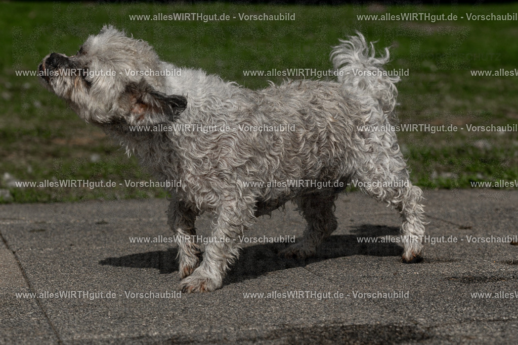 Hundeschwimmen_Volksbad_2026-allesWIRTHgut_Tierfotografie-2609061518-FAY07172 | Professionelle Tierfotografie in Mönchengladbach von Daniel Wirth (allesWIRTHgut). Liebevolle & natürliche Bilder von Hunden & Katzen für unvergessliche Erinnerungen.