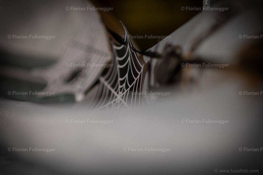 Halloween-04 | "Fussifoto.com – Ihr Ansprechpartner für hochwertige Fotografie! Entdecken Sie kreative Bilder und professionelle Dienstleistungen. Kontaktieren Sie uns für Ihre Projekte!"