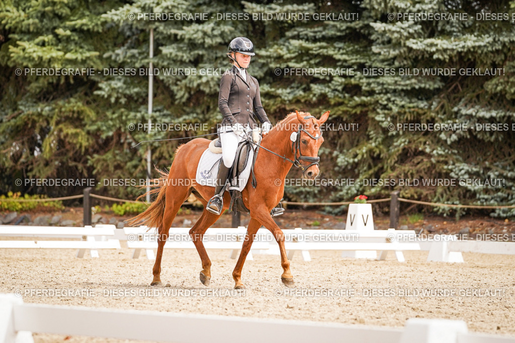 DSC02145 | Pferdegrafie