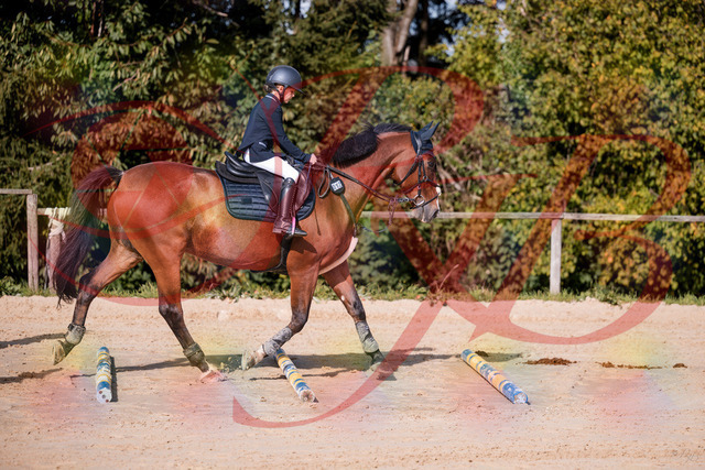 2026_10_03_Siefer-Hof_143734_Z81_06402717 | Professionelle Reitsport-, Turnier- und Eventfotografie von Robert Broda. Galerien mit ausgewählten und bearbeiteten Bildern direkt online ansehen und bestellen.