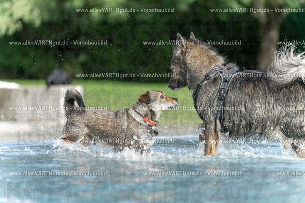 Hundeschwimmen_Volksbad_2026-allesWIRTHgut_Tierfotografie-2609061530-7R501575 | Professionelle Tierfotografie in Mönchengladbach von Daniel Wirth (allesWIRTHgut). Liebevolle & natürliche Bilder von Hunden & Katzen für unvergessliche Erinnerungen.