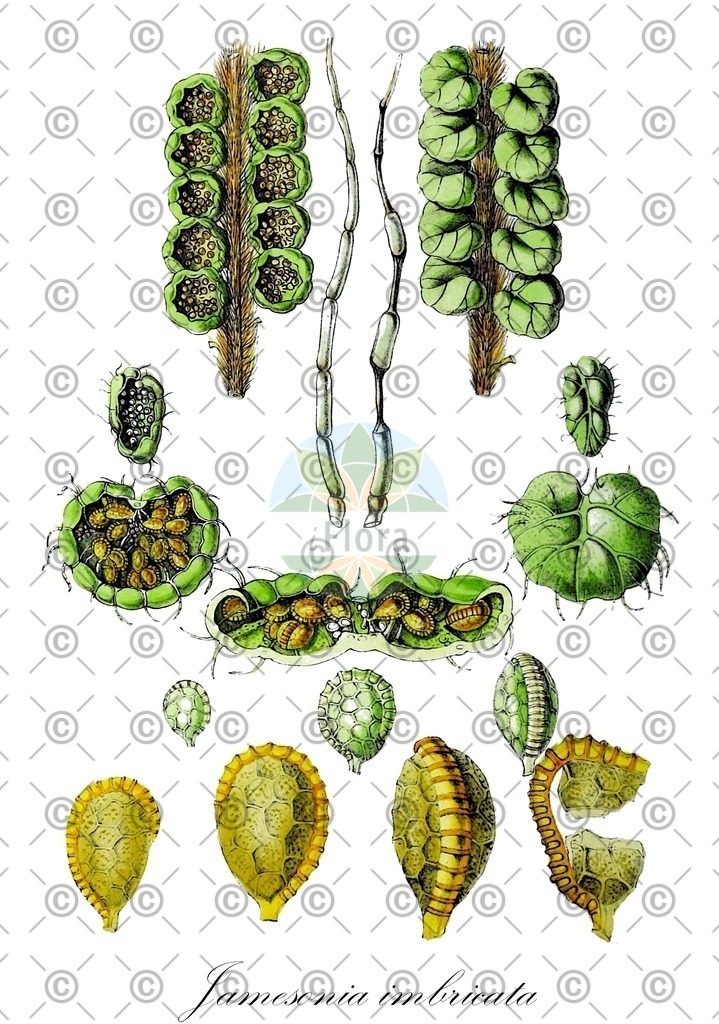 HistAbb_569D_2_ENZY_Simple | Historische Abbildung von Jamesonia imbricata - Pteridaceae | Historical Illustration of Jamesonia imbricata - Pteridaceae