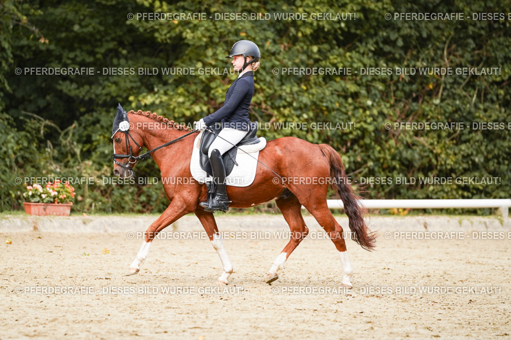 DSC03780 | Pferdegrafie