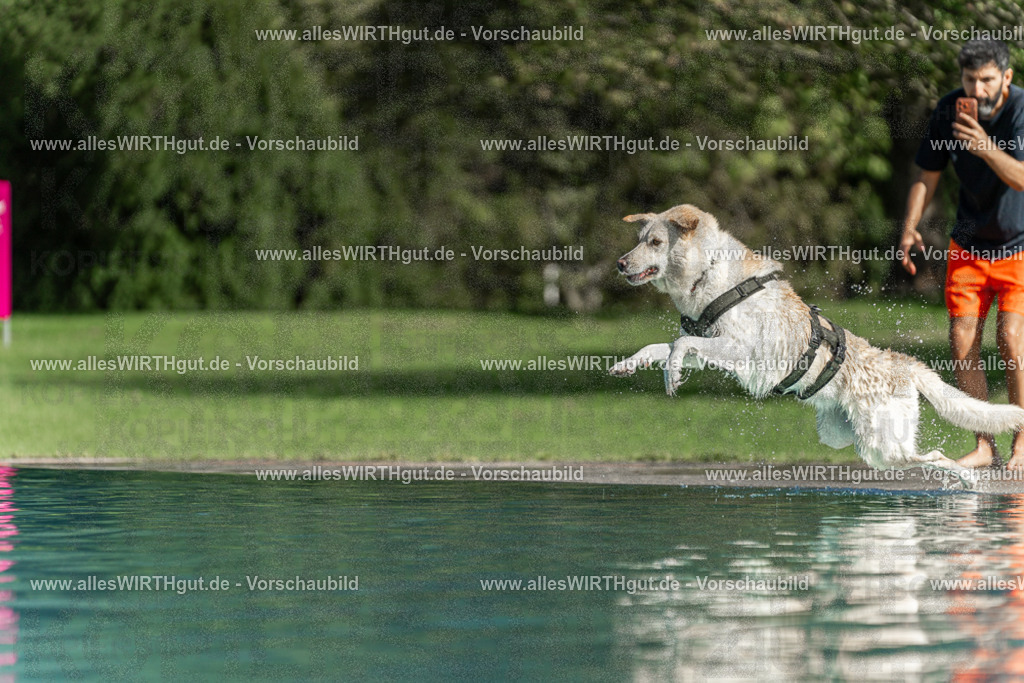 Hundeschwimmen_Volksbad_2026-allesWIRTHgut_Tierfotografie-2609061549-7R501908 | Professionelle Tierfotografie in Mönchengladbach von Daniel Wirth (allesWIRTHgut). Liebevolle & natürliche Bilder von Hunden & Katzen für unvergessliche Erinnerungen.