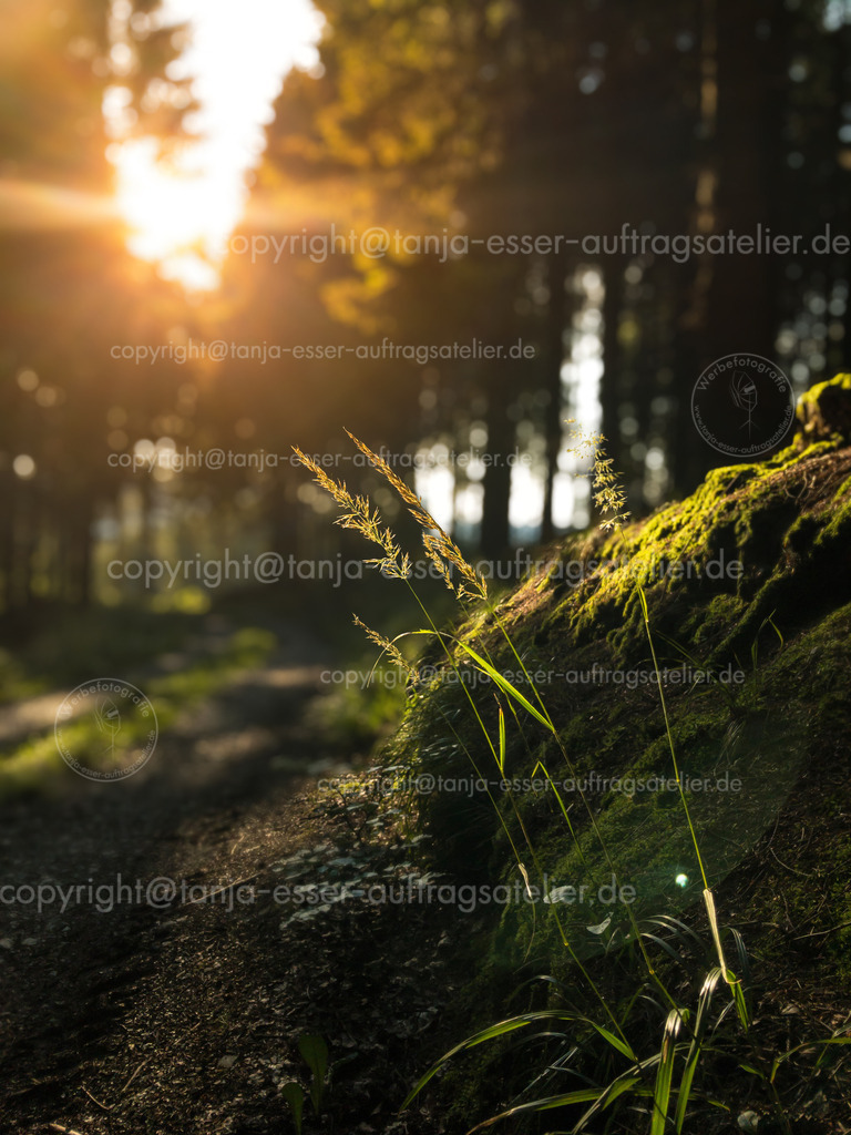 Stimmungsvolles Bild vom Rothaarsteig im Sauerland | Rothaarsteig in der Nähe von Olsberg Bruchhausen. Die Sonne scheint durch die Baumwipfel und beleuchtet Gras auf einer Böschung. Wanderlust im Sauerland. 