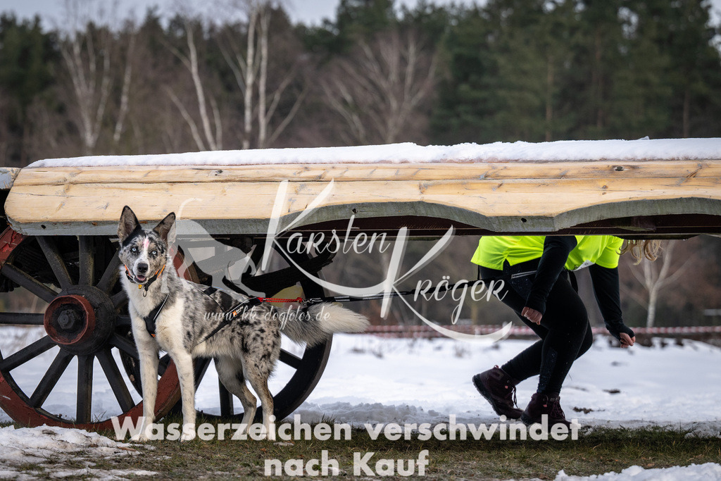 0811_ZZ90811-5 | kk-dogfotos