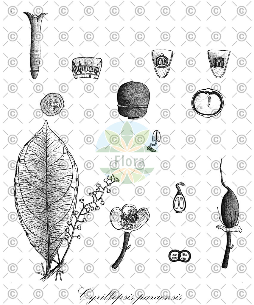 HistAbb_wfo-0000636135_1_ENZY_Simple | Historische Abbildung von Cyrillopsis paraensis - Ixonanthaceae | Historical Illustration of Cyrillopsis paraensis - Ixonanthaceae