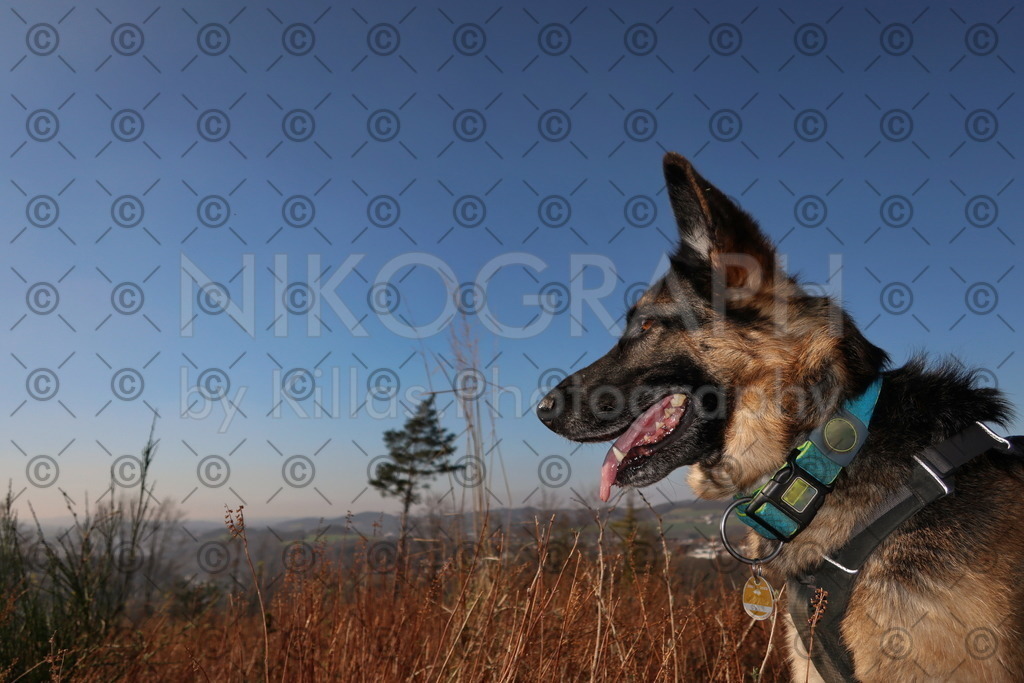 Schäferhund | Ein Schäferhund vor der Kulisse des Abendhimmels über dem Iserlohner Stadtwald.
Das Photo ist als Wandbild bestellbar. Möchten Sie Sie ein Photoshooting mit Ihrem tierischen Begleiter buchen? Senden Sie mir einfach eine E-Mail an Nikos@Nikograph.de