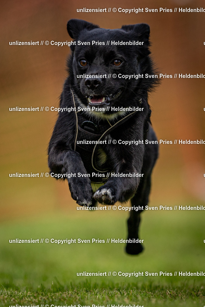 Sven Pries | 2024-09-22 - Hunderennen Baden-BadenPudelverein - Realisiert mit Pictrs.com