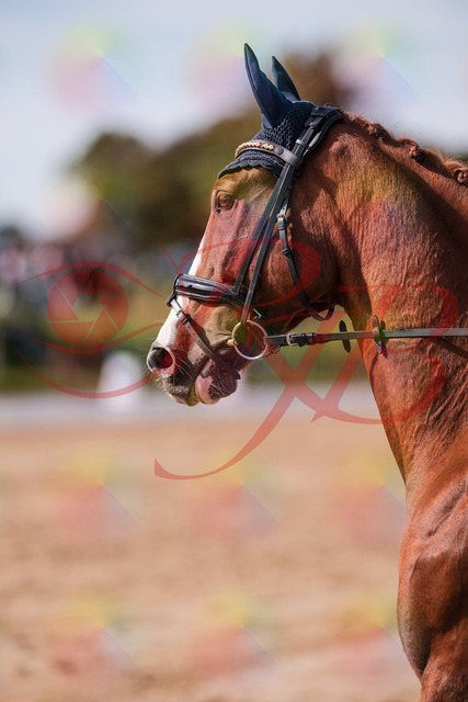 2026_10_03_Siefer-Hof_123805_Z81_35235664 | Professionelle Reitsport-, Turnier- und Eventfotografie von Robert Broda. Galerien mit ausgewählten und bearbeiteten Bildern direkt online ansehen und bestellen.