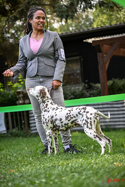 Dalamtinerausstellung RGA Mainz 2023 | Dalamtinerausstellung RGA Mainz 2023. 30.09.2023 Foto: Leo Wyden