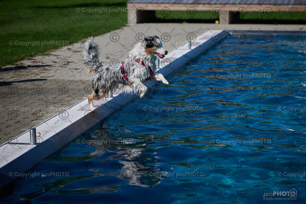 215_202509_4Hundebadetag_NZ9_2833 | proPHOTO - Realisiert mit Pictrs.com