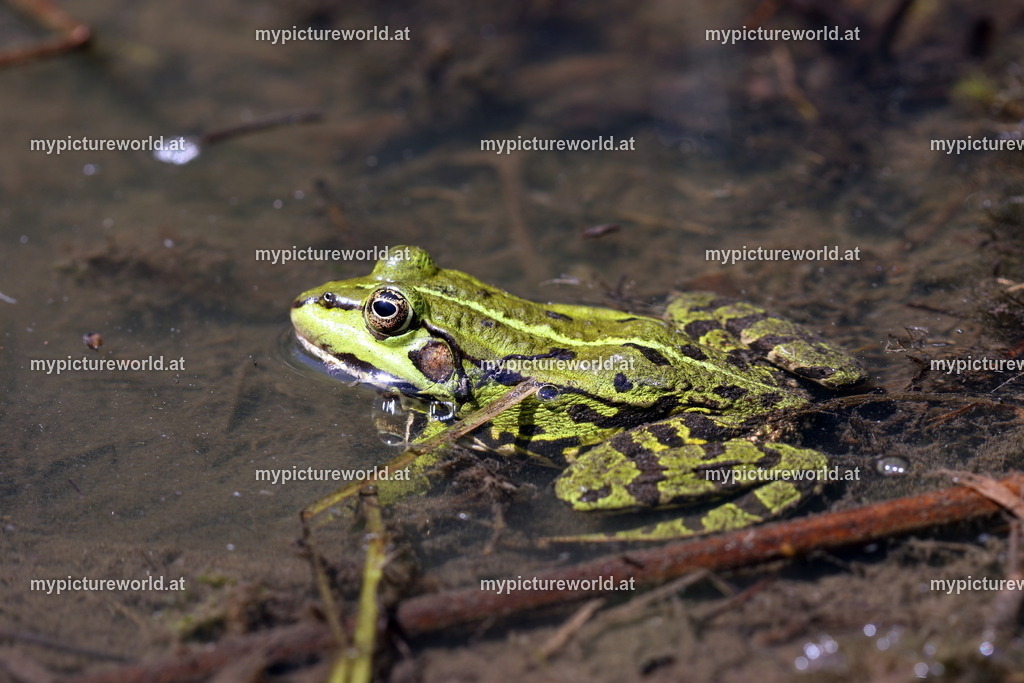 Kleiner Teichfrosch-056 | Das Bilderarchiv über Tiere, Planzen und Landschaften. In der Bilddatenbank finden Sie ein große Auswahl an hochwertigen Bilder für Ihre Werbung - Realisiert mit Pictrs.com