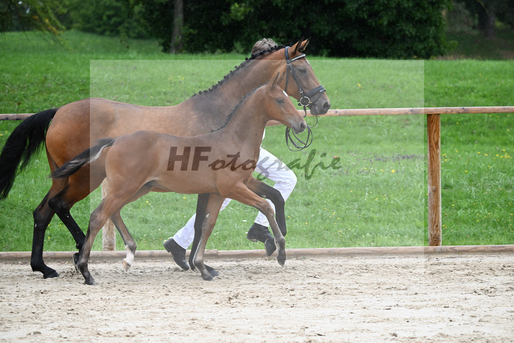Kat-Nr. 8 HF Cellestial_Joas_25230092 | hf-fotografie - Realisiert mit Pictrs.com